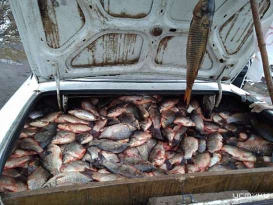 В Ливнах Россельхознадзор выяснил, откуда в багажнике взялся крупный улов В Ливнах Россельхознадзор выяснил, откуда в багажнике взялся крупный улов