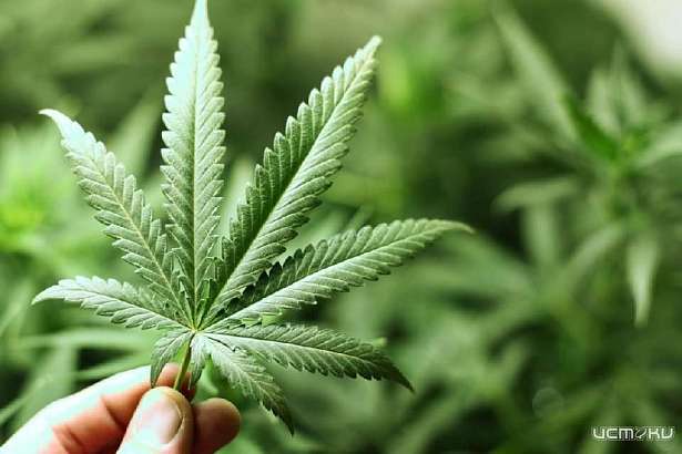 Жителя Ливен ждет приговор за марихуану