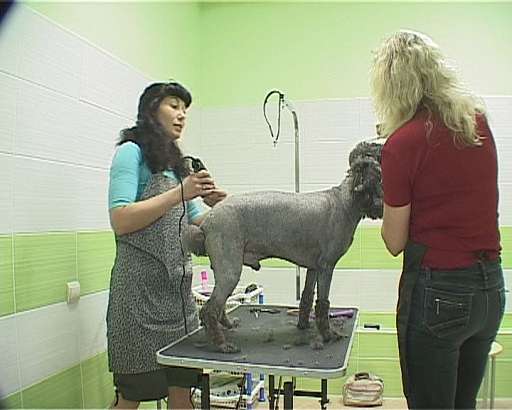 Центр ветеринарной медицины — Круглосуточная помощь питомцам