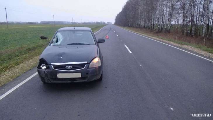 Под Орлом произошло столкновение автомобиля с лосем. Животное погибло