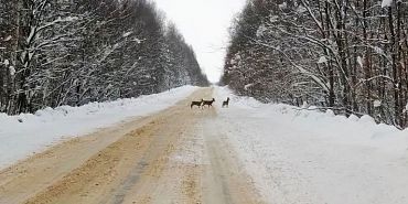 Администрация "Орловского полесья" предупреждает, что животные выбегают на дорогу  
