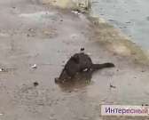 Видео: возле детского парка заметили необычное для Орла животное