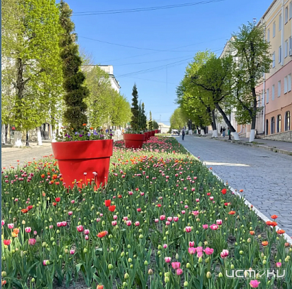 В Орле зацвели тысячи тюльпанов