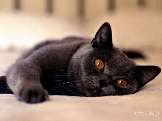 Где купить препараты для кошек?