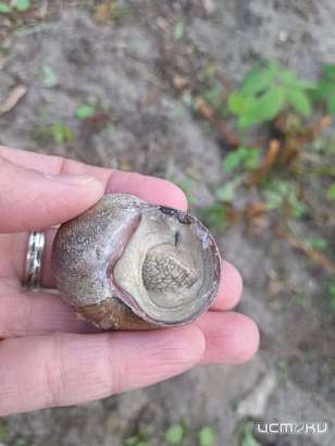 В Орловской области нашли виноградную улитку