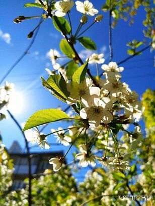Тропическая жара в Орловской области немного отступит