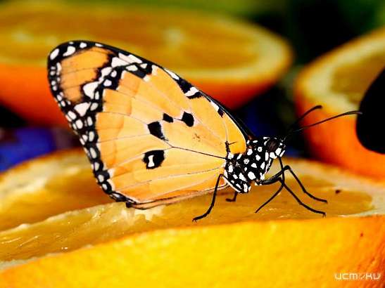 ТРОПИЧЕСКИЙ РАЙ и БАБОЧКИ со ВСЕГО МИРА!!!