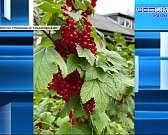 Уже соскучились. После трехнедельного отпуска губернатор области вернулся в Орел и провел традиционный эфир в соцсетях. Орловчане увидели главу в ново...