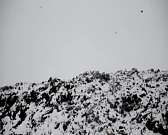 Орловчане в ужасе от соседства с городской свалкой