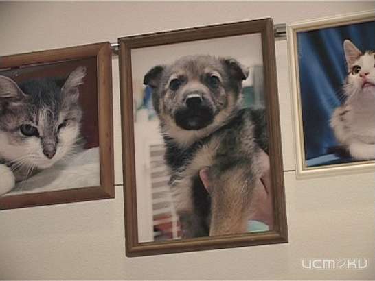 Дорога домой. Арт-проект помощи четверолапым.. 