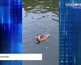 "Благоустройства" как выглядит дорожка рядом с корпусами завода УВМ