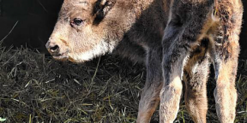 Зубры Орловское Полесье В "Орловском Полесье" родилась зубрица Милка!