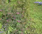 Хороший пример оказался заразительным: девять лет орловчанка облагораживает клумбы во дворе