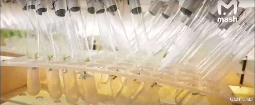 Клон 198-летнего Тургеневского дуба из Орловской области дал первые ростки