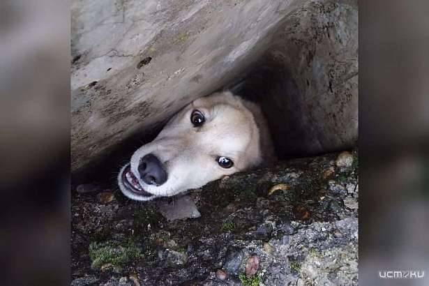 В Орле между плитами застряла собака