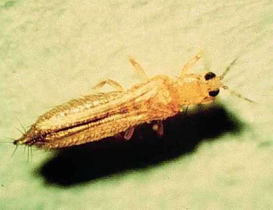 Цветочный трипс