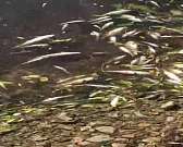 «Травят рыбу, помогите!»: массовая гибель речных обитателей переполошила ливенцев