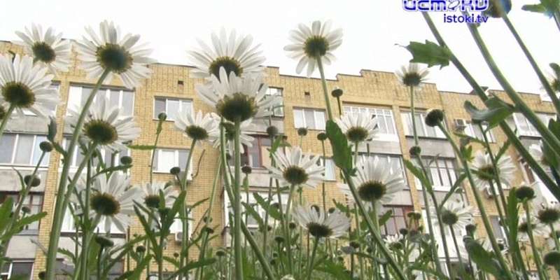 Хороший пример оказался заразительным: девять лет орловчанка облагораживает клумбы во дворе