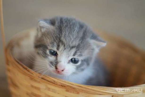 Орловчанин украл у собутыльника смартфон и трехмесячного котенка