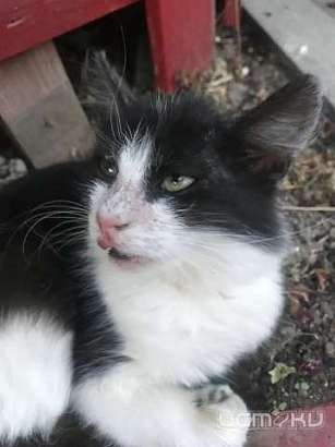 Двух кошек выкинули с балкона многоэтажки в Заводском районе Орла