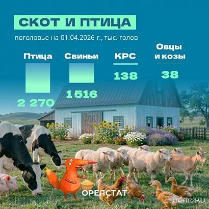 Животноводство в Орловской области: Орелстат подвел итоги 2025 года