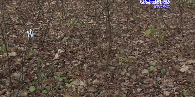 Несколько лет ветераны безрезультатно добиваются реконструкции парка Победы в Орле