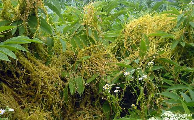 Под Орлом из-за повилики ввели карантин Под Орлом из-за повилики ввели карантин