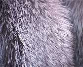 Как выбрать подходящую шубу?