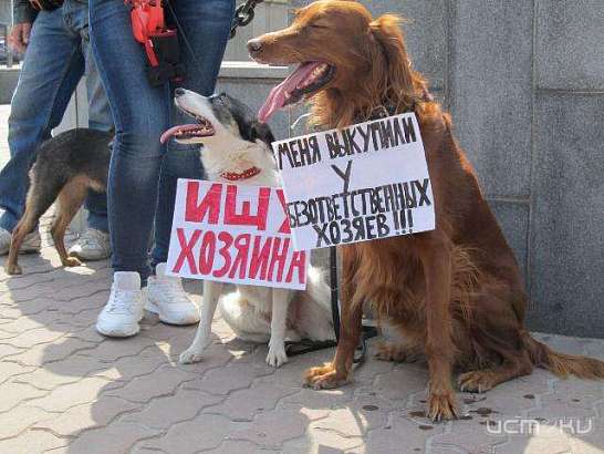 Защитники животных ждут орловчан на пикет!