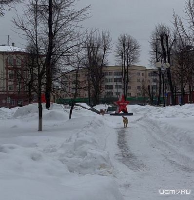 412 бездомных собак отловили в Орле. 