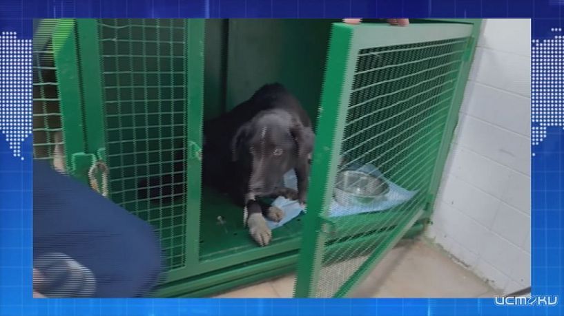 Сотрудники ГАИ спасли израненного пса. ЭКПРЕСС - НОВОСТИ