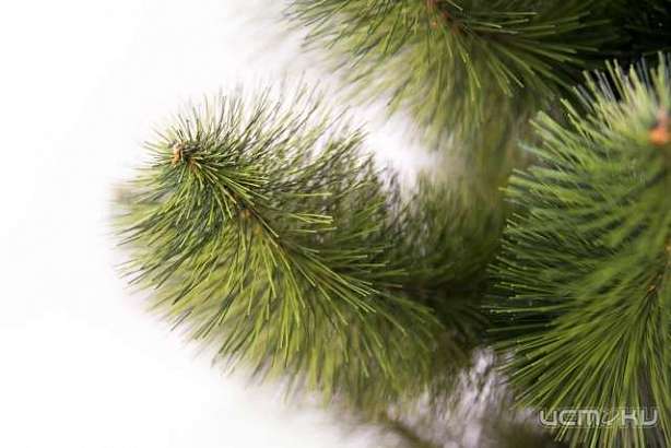 Орловские сосны украсят дома жителей соседних регионов