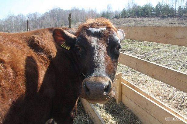 Жительница Ливенского района пожаловалась на склад навоза возле дома