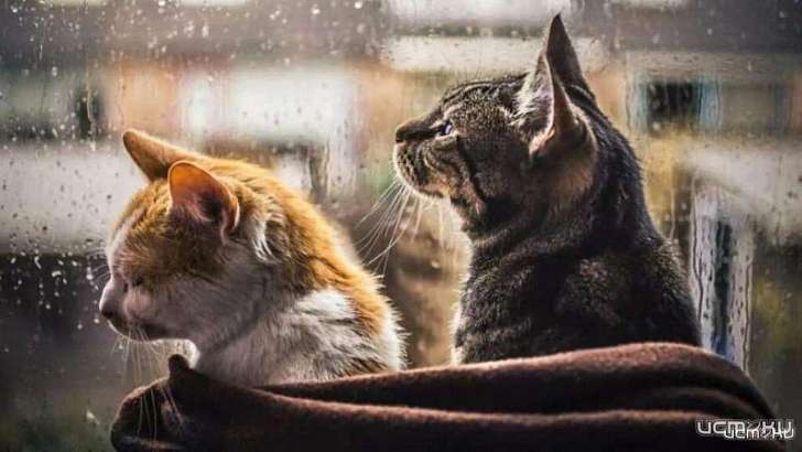 Суббота в Орле будет дождливой и холодной