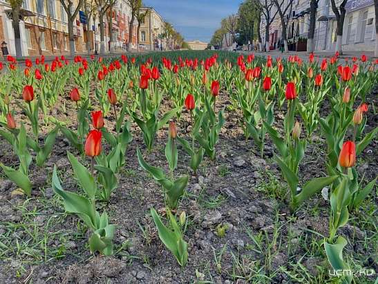 В Орле высадят 150 000 цветов