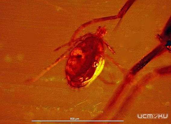 Клещи покусали более 1600 жителей Орловской области