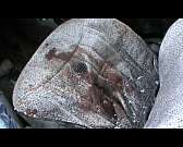 Пятничное утро: на Мостовой крупное ДТП с пострадавшими