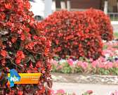 В День города Орел станет копией майских праздников