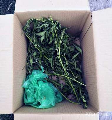 Житель Ливенского района в лесу нашел коноплю и стал фигурантом уголовного дела