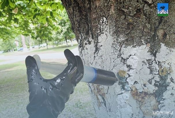 Орловские каштаны продолжают спасать от минирующей моли