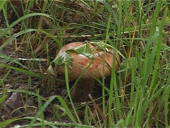 Грибы могут завести далеко в лес