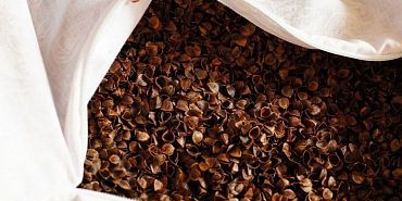 Орловская лузга - на экспорт 