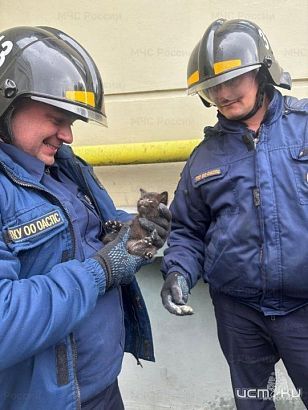  Орловские спасатели дважды за день пришли на помощь котятам