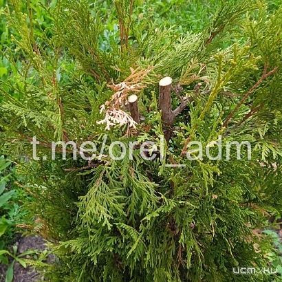 Орловские вандалы вновь проявили себя 