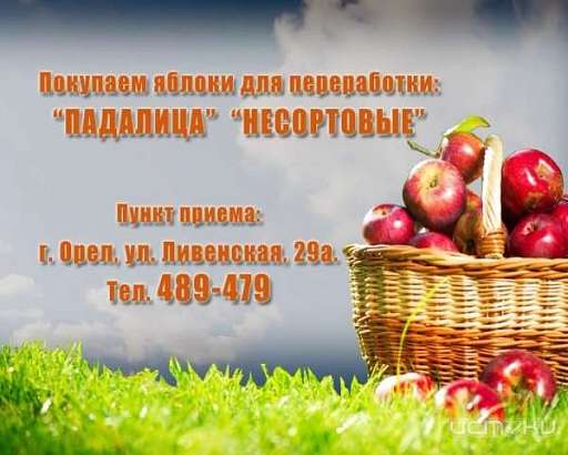 Покупаем яблоки для переработки