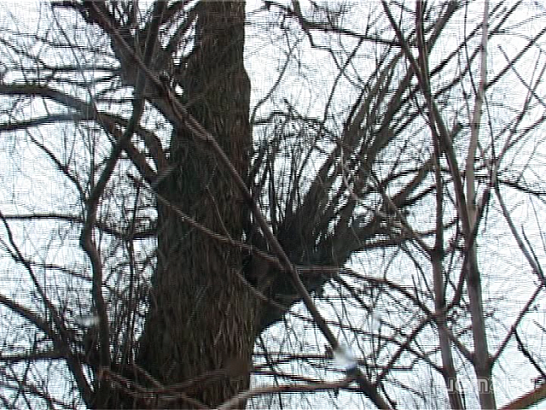 Невозможное возможно: дерево спилили спустя 12 лет!