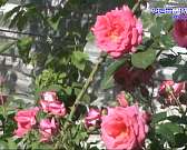 Лучше поздно, чем никогда: с опозданием на два месяца генеральную уборку Орла все-таки провели