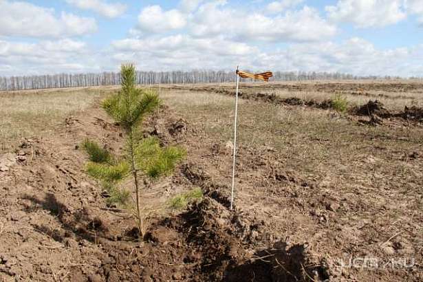 В Орловской области появится «Лес Победы»