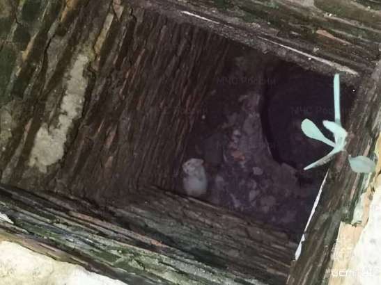 В Ливнах из колодца спасли котёнка