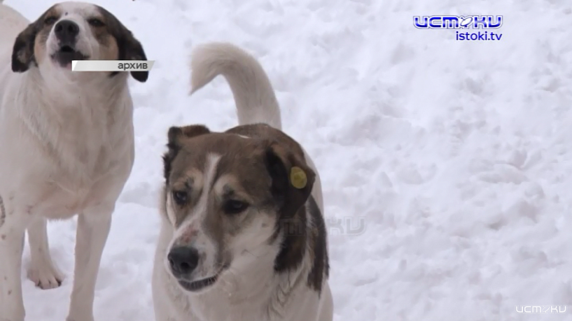 Бродячие собаки в Орле: угроза растёт, а решения нет